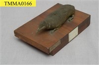 藏品(臭鼩)的圖片